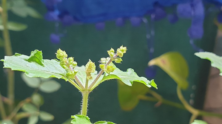 Beautiful plant