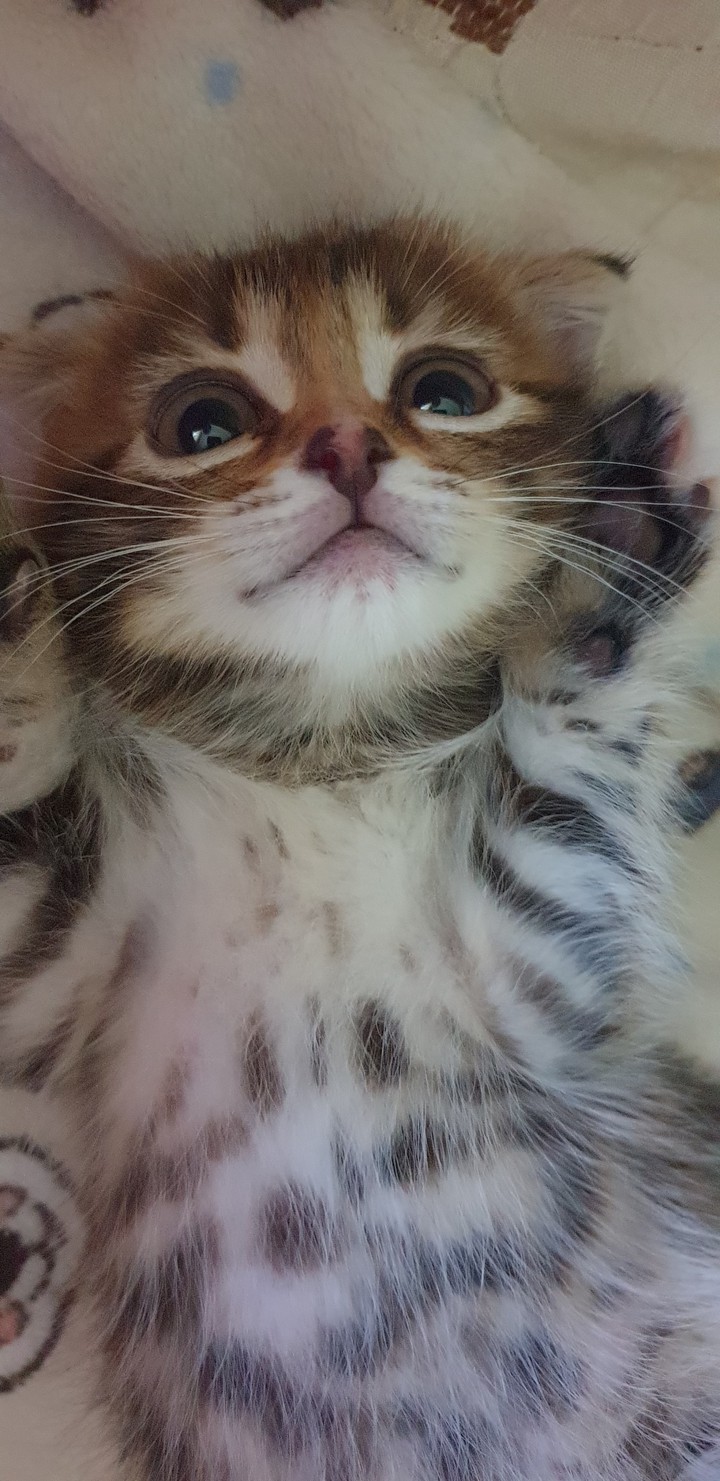 #CAT #кошка
