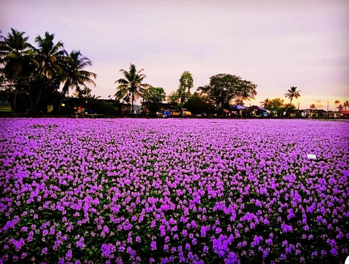 Nilakurinji Flowers