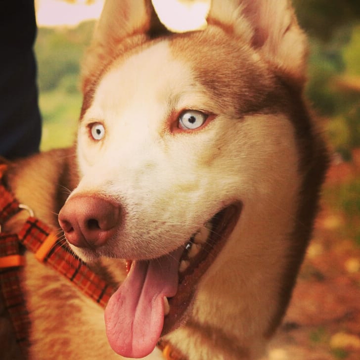 dog