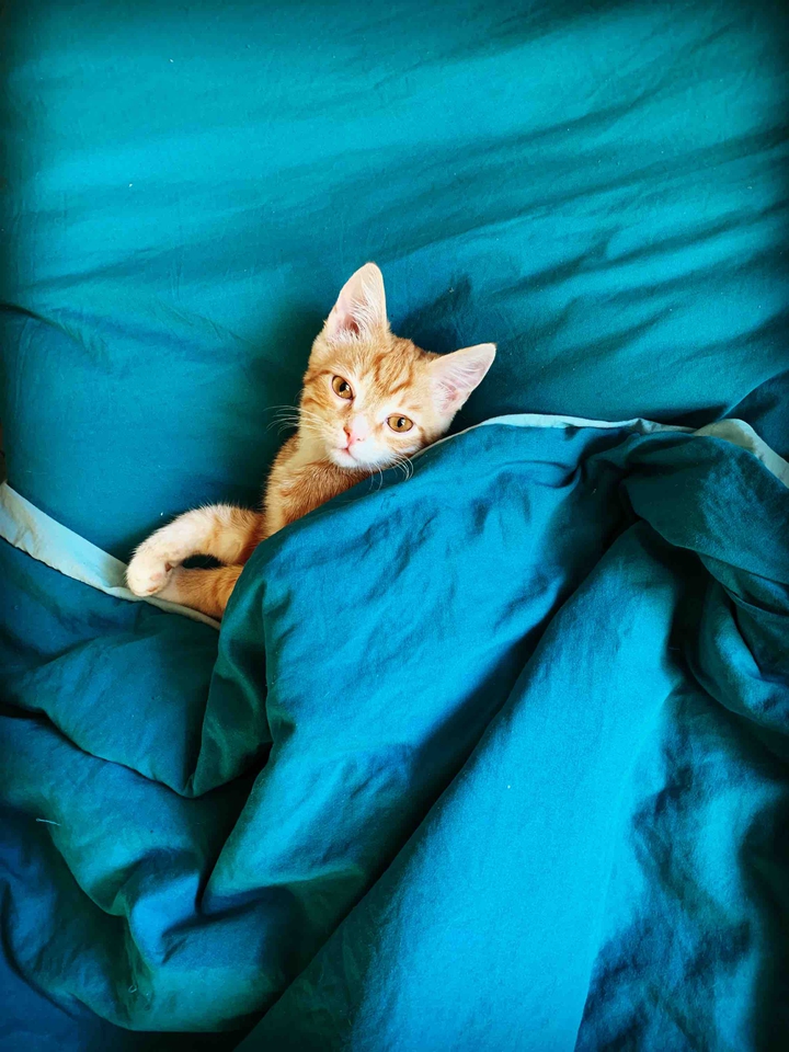 котик