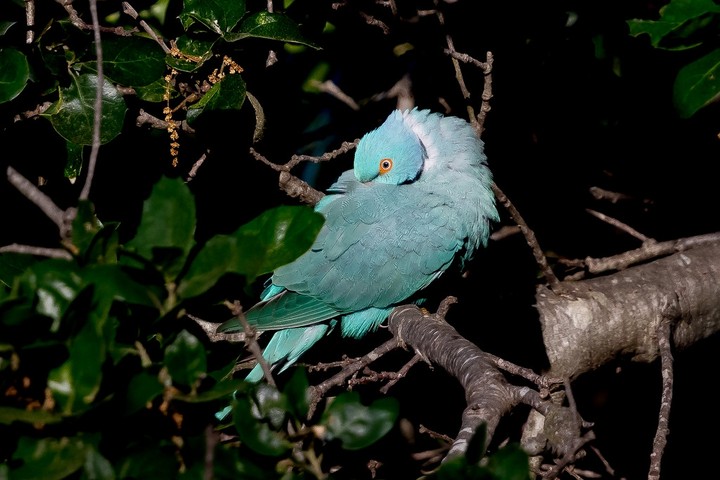 parrot