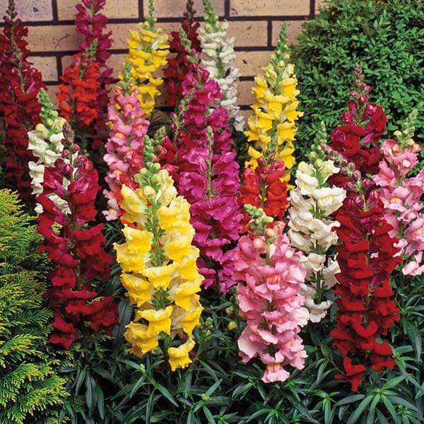 Colorful flowers