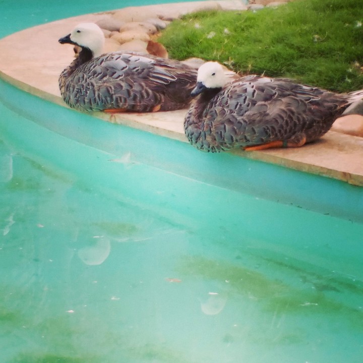 photogenic ducks