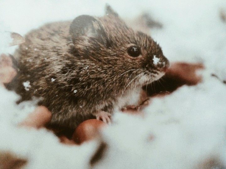 winter mouse