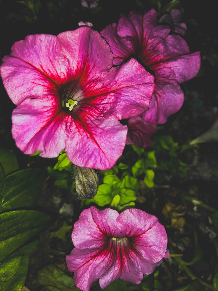 FIORI