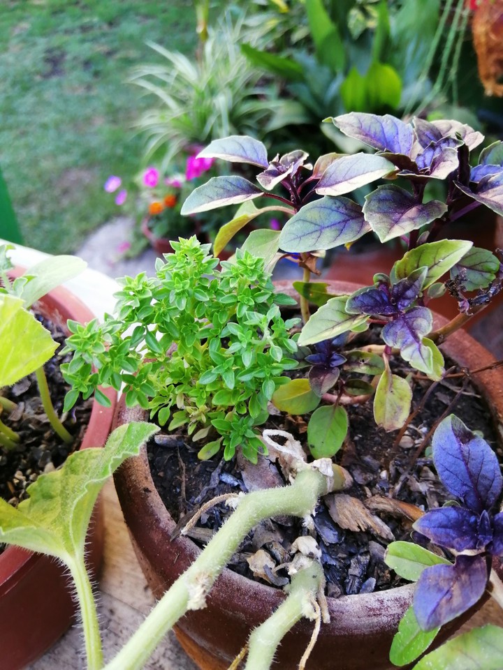 plantas
