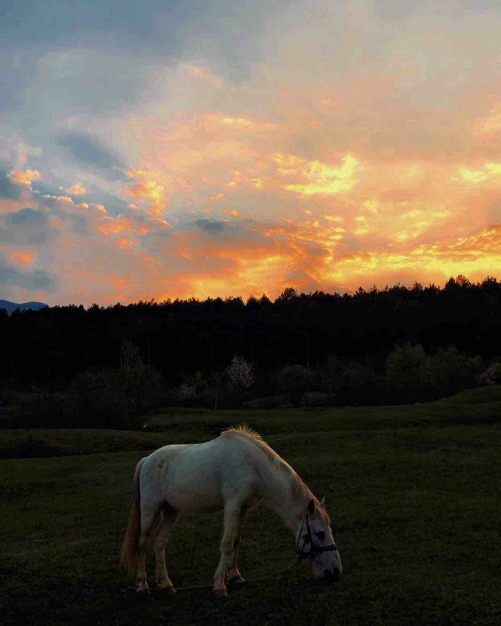 horseee