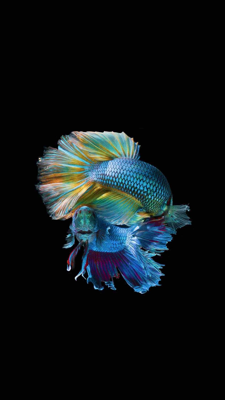 Fish OLED