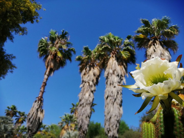 palm flower