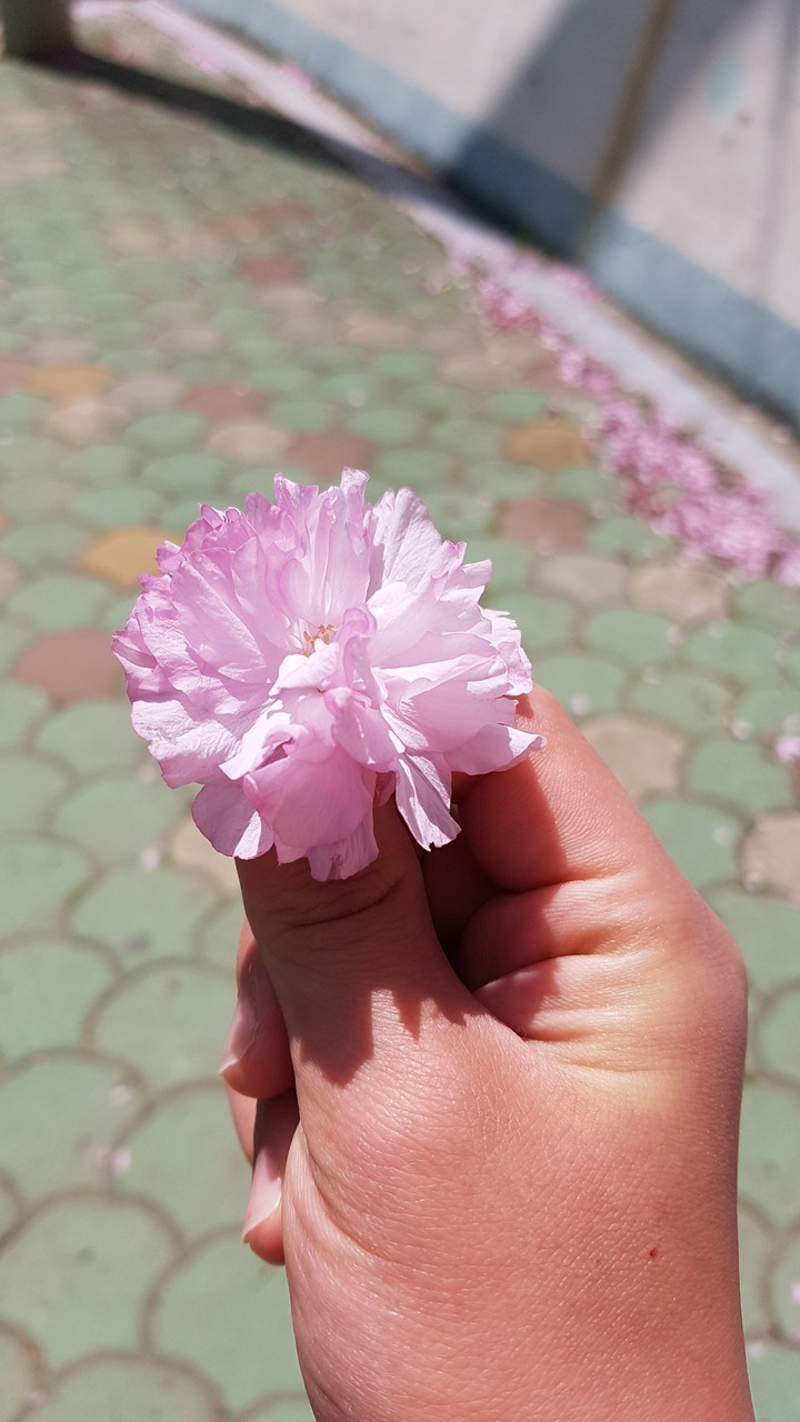 벚꽃