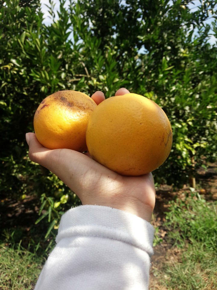 Oranges