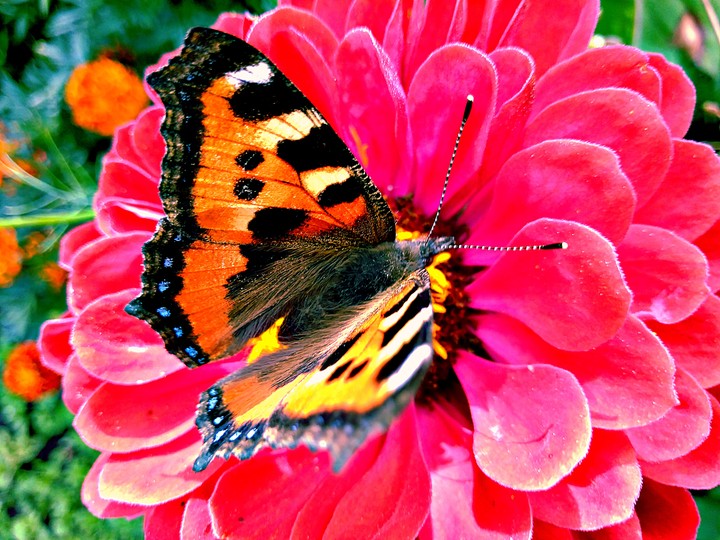 butterfly and flower.
