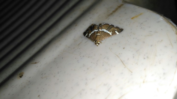 butterfly a head