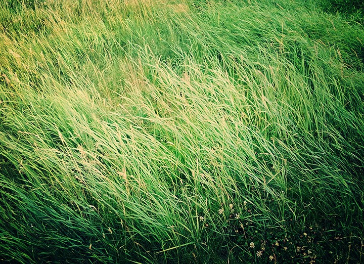 grass