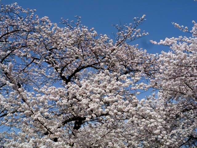 japan sakura
