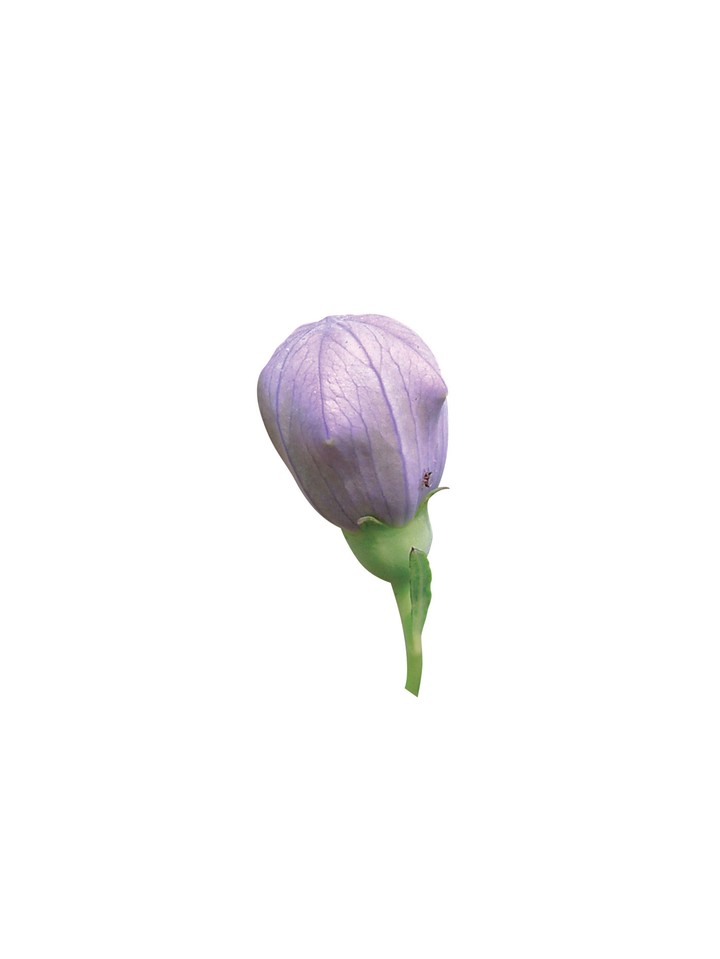 식물이미지