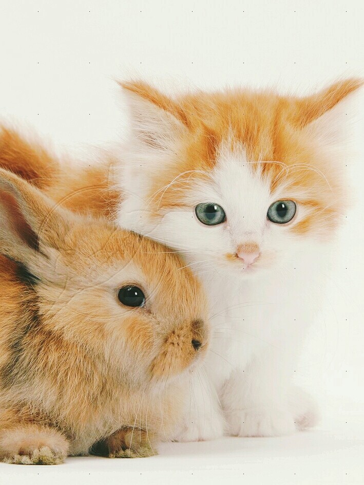 Lapin et chaton ,belle amitié  !!!!