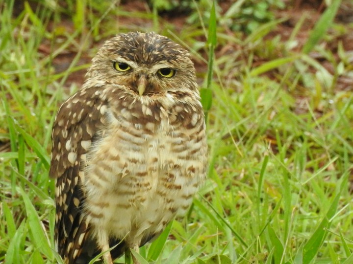 coruja