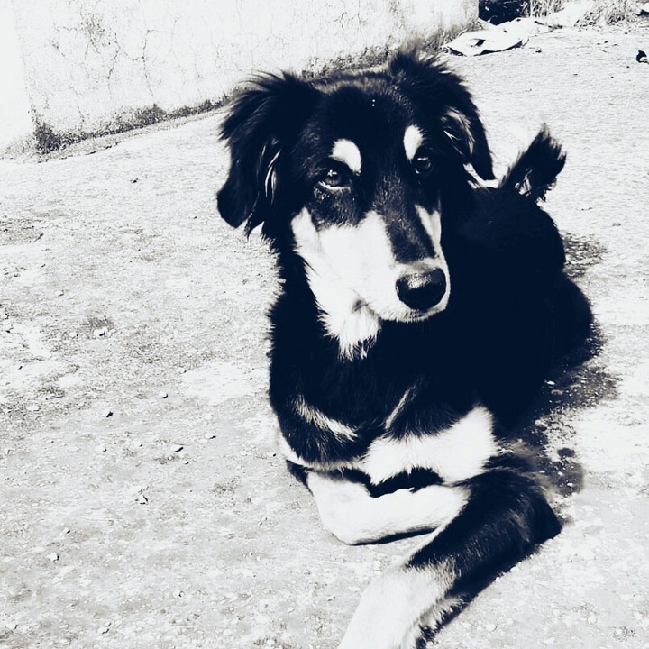 #Doglove