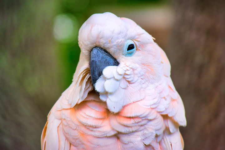 Moluccan.. Cockatoo..!!