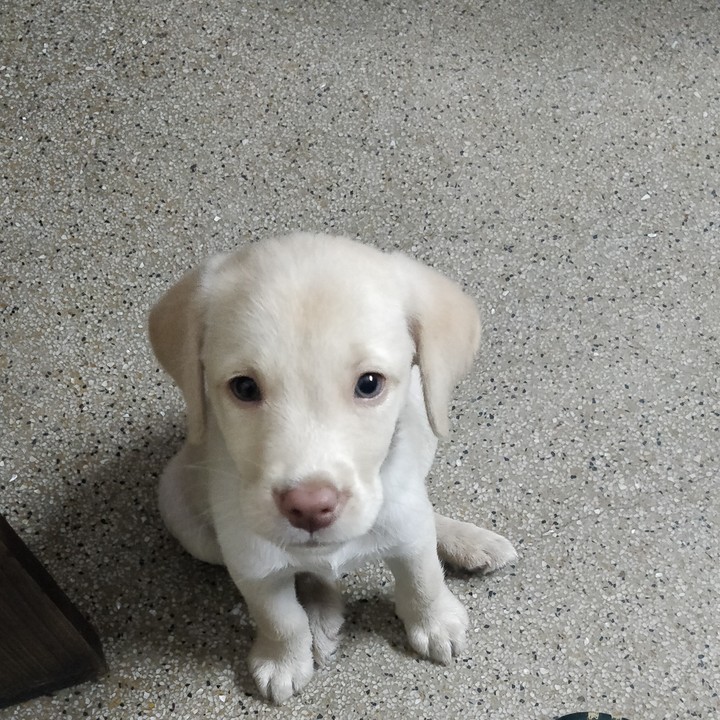 cute doggy