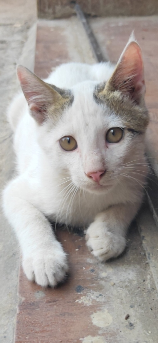 Cat Wallpaper