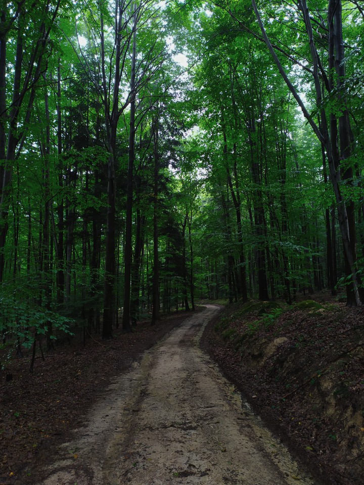nature