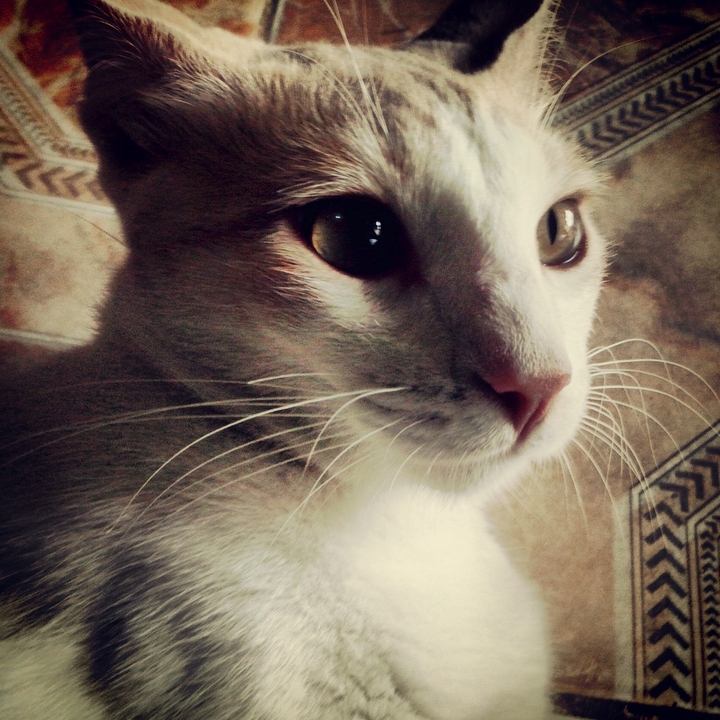 cats