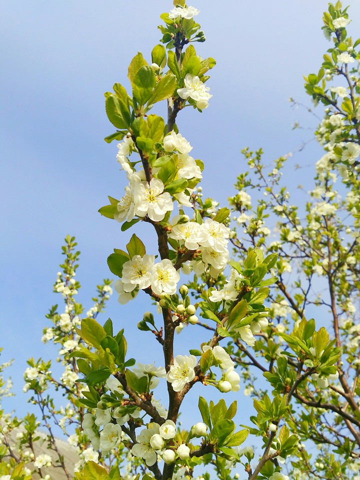 Spring