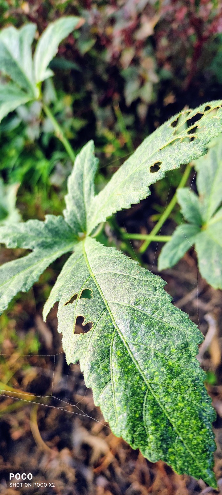 Leafs