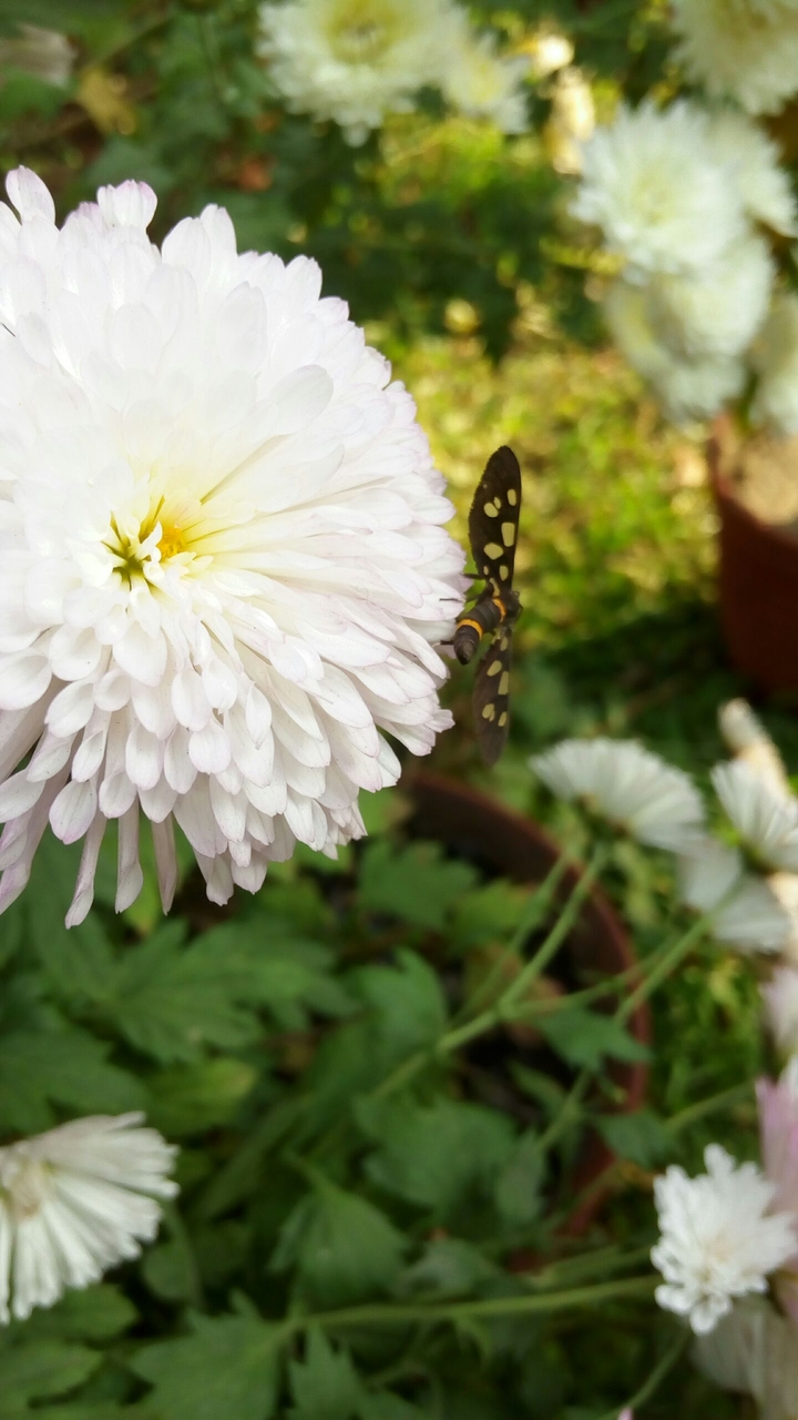 Flower with Fly