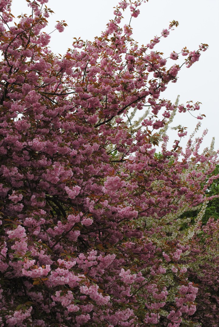 spring