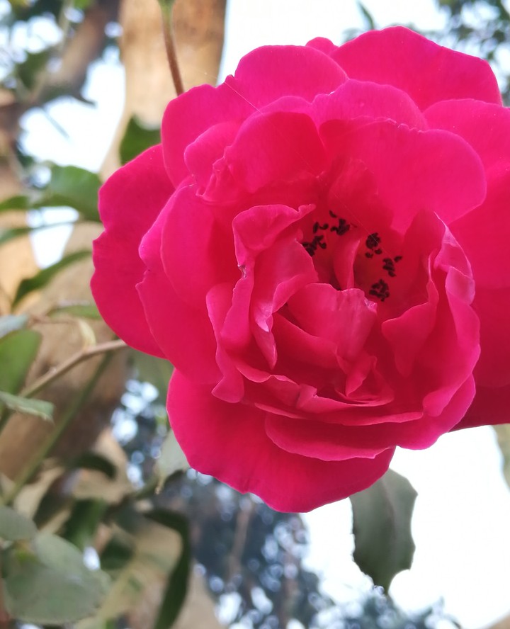 red rose