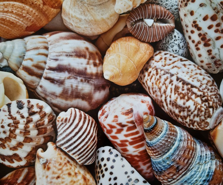 muscheln