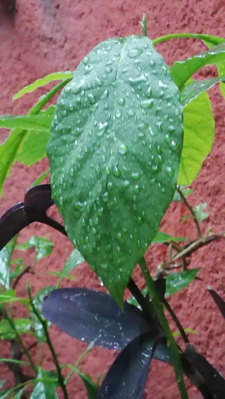 HOJA DE AGUACATE