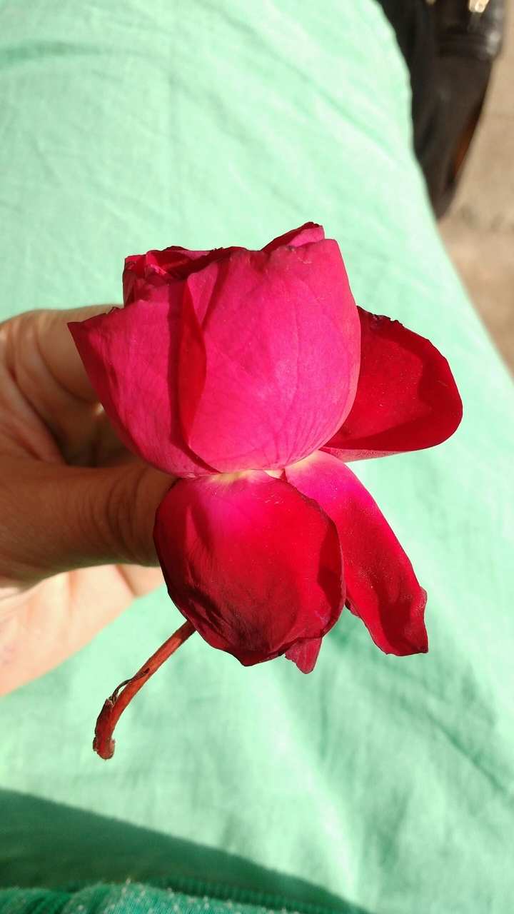 rose petals