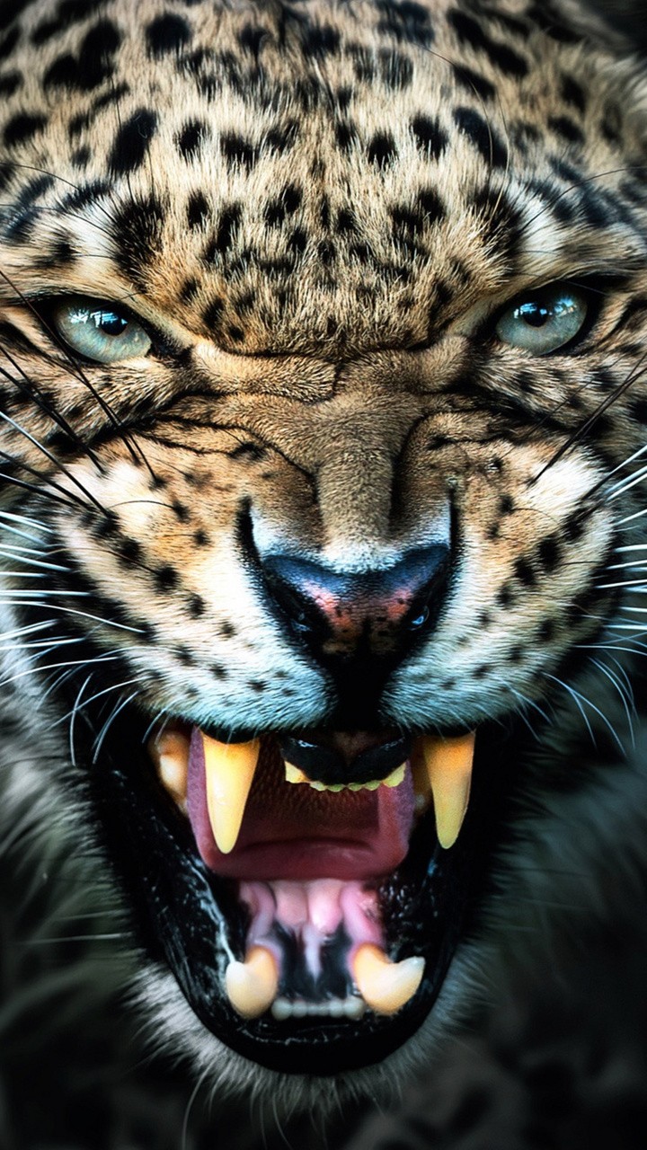 angry tiger