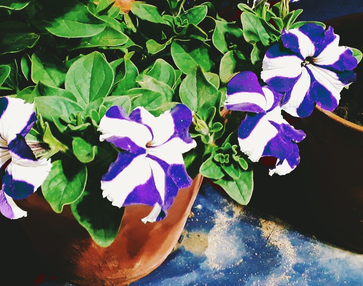 flower