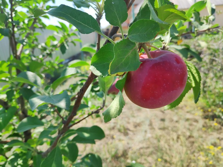 first apple