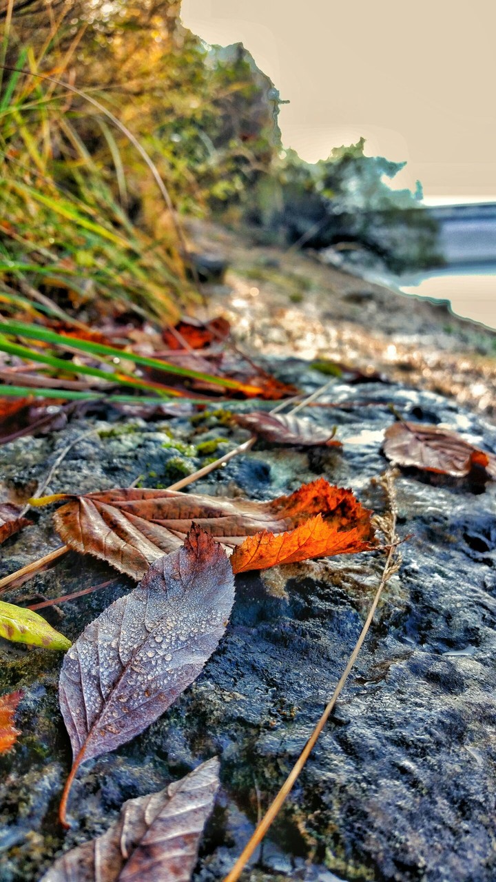 Autumn