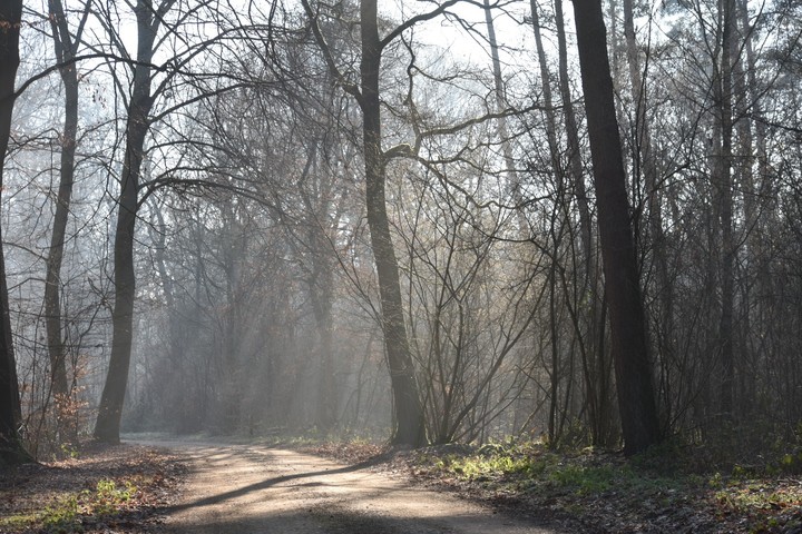 Sunbeams