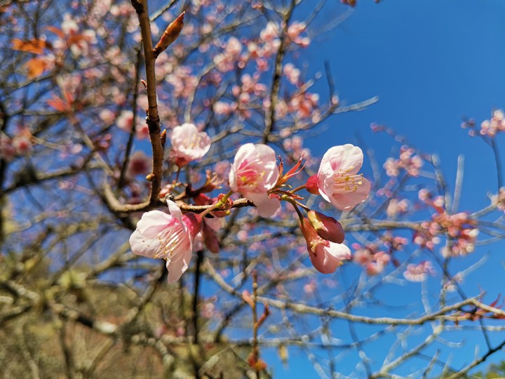 sakura