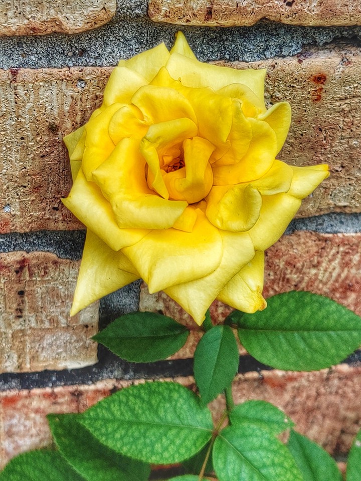 Little Rose