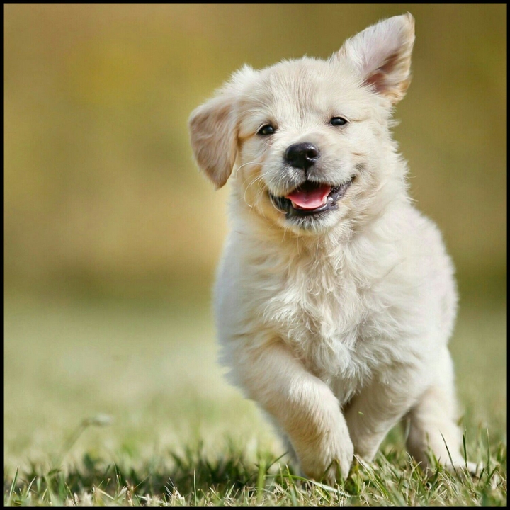 puppy