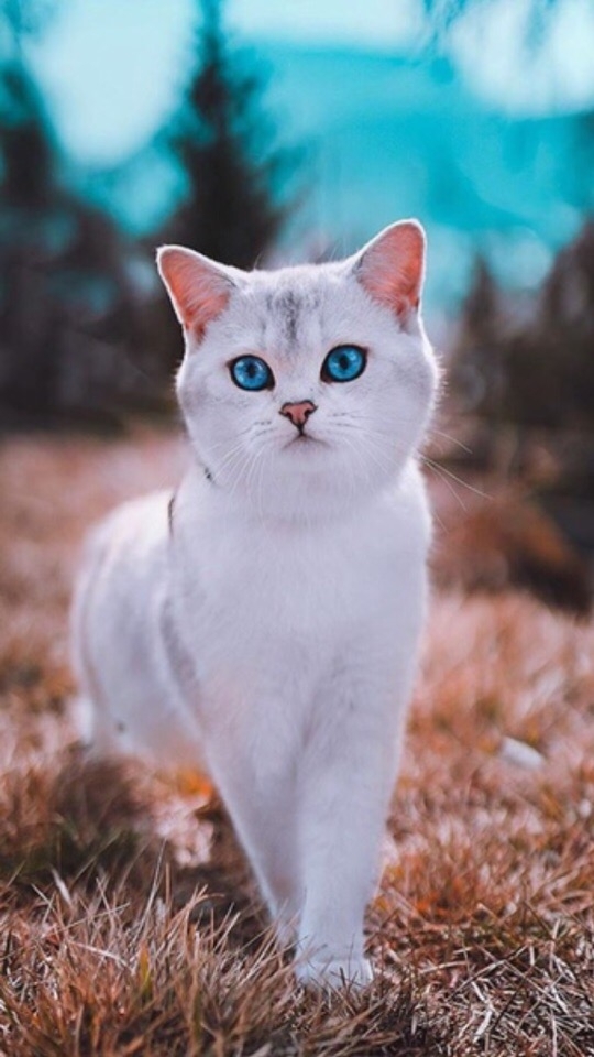 котики