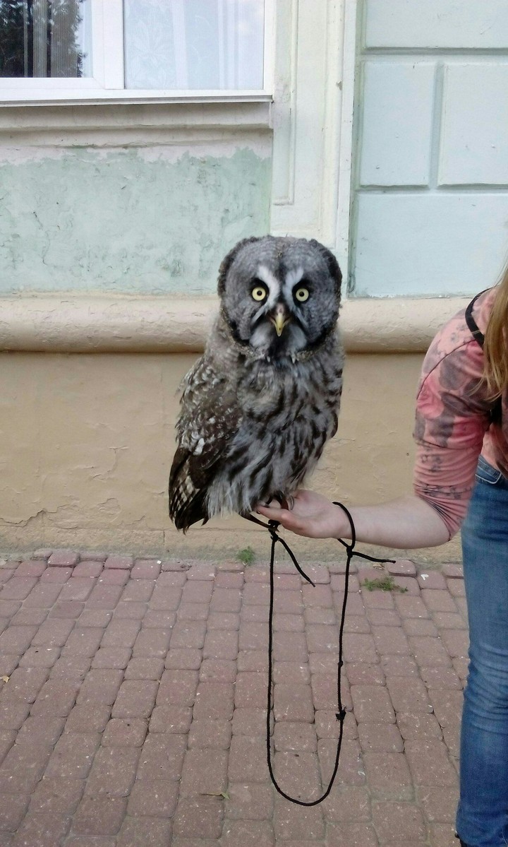 Сова
