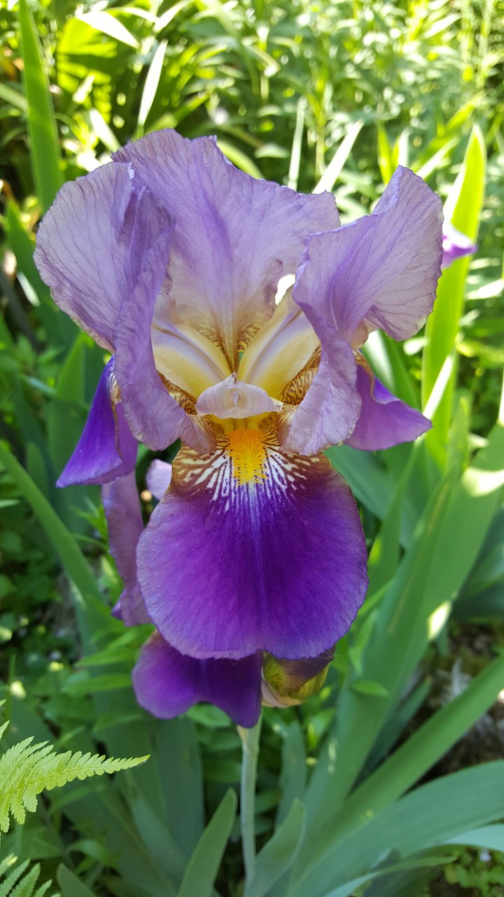 Iris