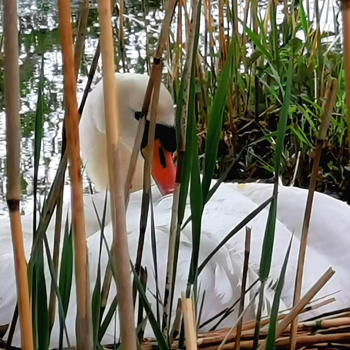 breeding swan