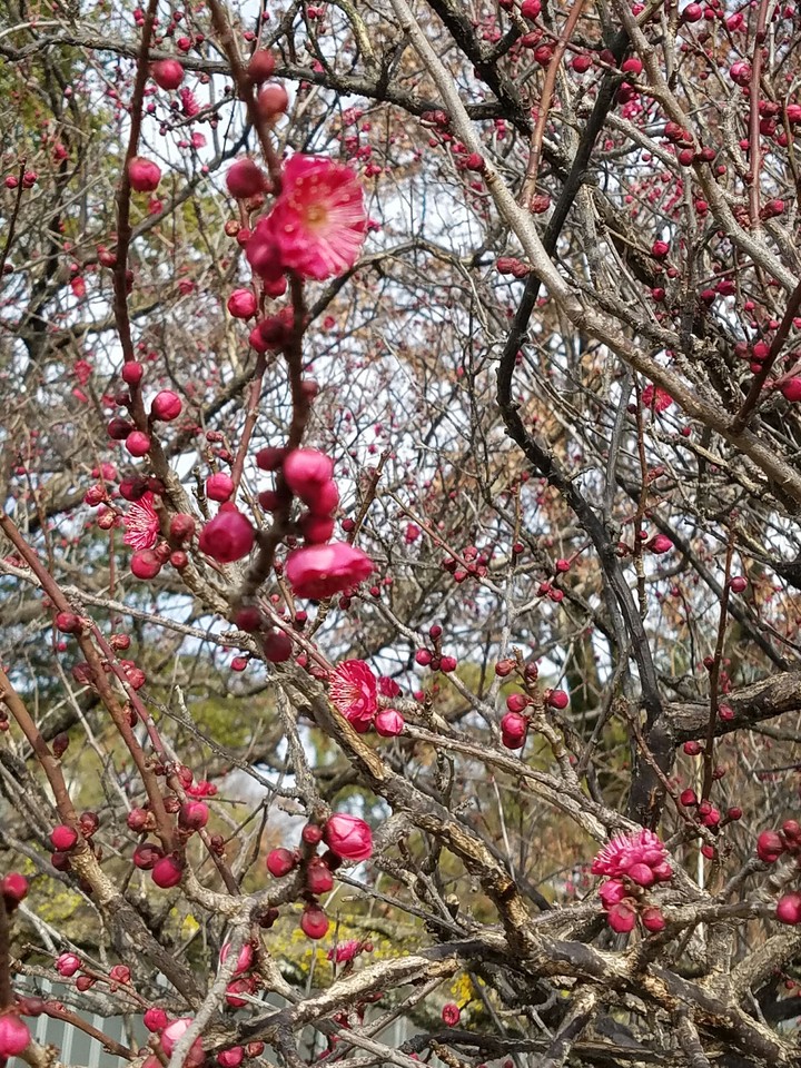 春の花